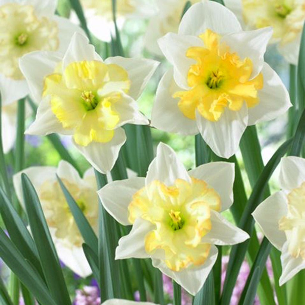 Daffodil Changing Colors Plantcetera