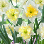 Daffodil - Changing Colors