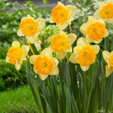 Daffodil - Ferris Wheel