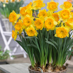 Daffodil - Ferris Wheel