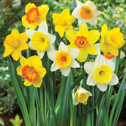 Daffodil - Trumpet and Cup Mix