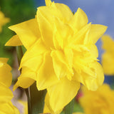Daffodil - Golden Ducat