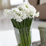 Narcissus - Paperwhite - Bulbs - in Emerald Gift Bag