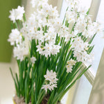 Narcissus - Paperwhite - Kit - with Ceramic Red Ribbed Planter