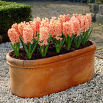 Hyacinth - Living Coral - 2019 Color Of The Year
