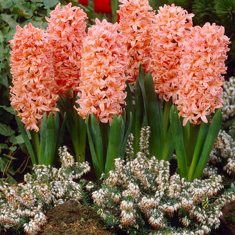Hyacinth - Living Coral - 2019 Color Of The Year