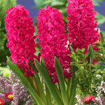 Hyacinth - Jan Bos