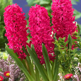 Hyacinth - Jan Bos