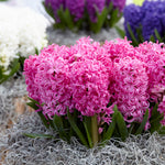 Hyacinth - Pink Pearl