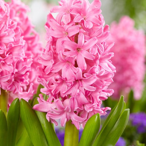 Hyacinth - Pink Pearl