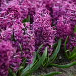 Hyacinth - Purple Sensation