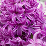Hyacinth - Purple Sensation
