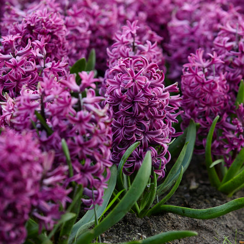 Hyacinth - Purple Sensation