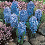 Hyacinth - Baby Blue - Fragrant