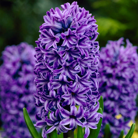 Hyacinth - Classic Blue - 2020 Color Of The Year