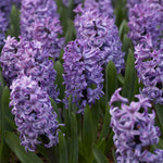 Hyacinth - Classic Blue - 2020 Color Of The Year