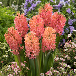 Hyacinth - Sweet Invitation