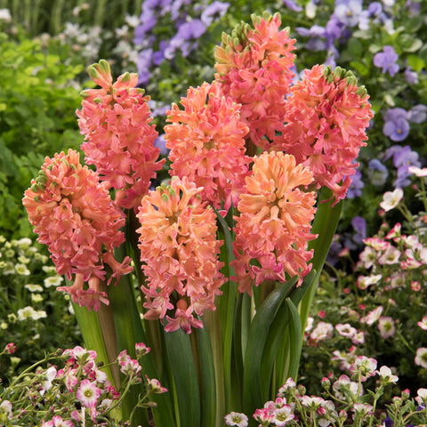 Hyacinth - Sweet Invitation