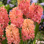 Hyacinth - Sweet Invitation