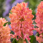 Hyacinth - Sweet Invitation