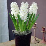 Hyacinth - Carnegie - Prepared - for Indoor Forcing