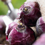 Hyacinth - Carnegie - Prepared - for Indoor Forcing