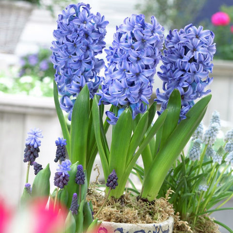 Hyacinth - Delft Blue - Prepared - for Indoor Forcing