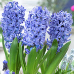 Hyacinth - Blue - Kit - with Clear Artisan Glass