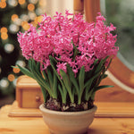 Hyacinth - Pink Pearl - Prepared - for Indoor Forcing