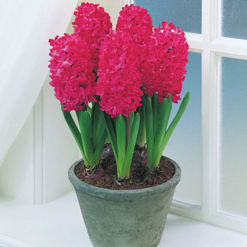 Hyacinth - Jan Bos - Prepared - for Indoor Forcing