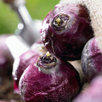 Hyacinth - Jan Bos - Prepared - for Indoor Forcing