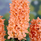 Hyacinths - Gipsy Queen