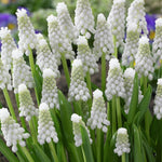 Muscari - Grape Hyacinth - Siberian Tiger®