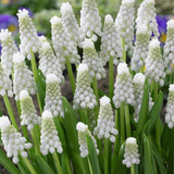 Muscari - Grape Hyacinth - Siberian Tiger®