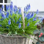 Muscari - Grape Hyacinth - for Containers