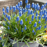 Muscari - Grape Hyacinth - for Containers