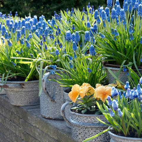 Muscari - Grape Hyacinth - for Containers