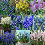 Muscari - Grape Hyacinth - Fragrant - for Collectors
