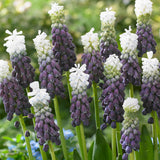 Muscari - Grape Hyacinth - Grape Ice