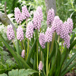 Muscari - Grape Hyacinth - Pink Sunrise