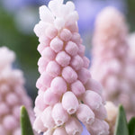 Muscari - Grape Hyacinth - Pink Sunrise