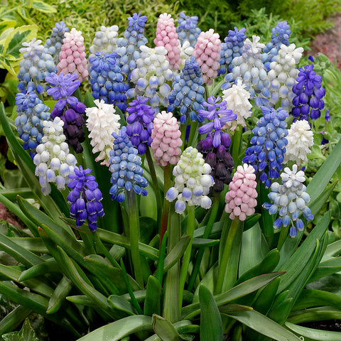 Muscari - Grape Hyacinth - Cottage Blend