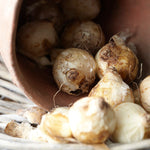 Muscari - Grape Hyacinth - Cottage Blend