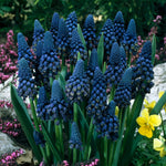 Muscari - Grape Hyacinth - Giant Cobalt Blue