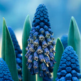 Muscari - Grape Hyacinth - Giant Cobalt Blue