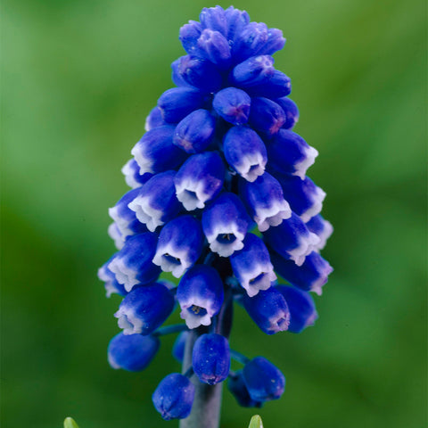 Muscari - Classic Blue - 2020 Color Of The Year