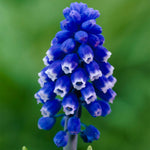 Muscari - Grape Hyacinth - Dark Eyes