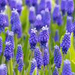 Muscari - Grape Hyacinth - Dark Eyes
