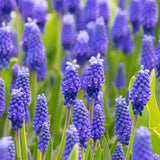 Muscari - Grape Hyacinth - Dark Eyes