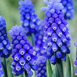 Muscari - Grape Hyacinth - Dark Eyes